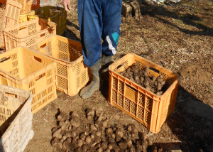 1/22八王子市谷野町の北原様より唐芋とほうれん草をいただきました。1/23八王子市の「ほっこり食堂」さんに寄付しました。