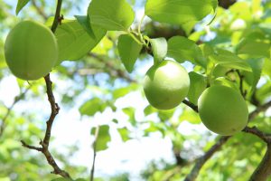 5月の食品受贈＆贈呈記録、及び、活動記録です