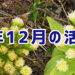 <span class="title">12月の食品受贈（70件・3,031キロ）＆贈呈記録（83件・3,306キロ）及びその他の活動記録です</span>