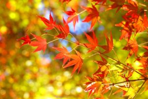10月の食品及び物品受贈（ 100件・11,663kg）＆贈呈記録（159施設・10,302kg）及びその他の活動記録です