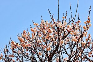 1月の食品及び物品受贈（77件・45,165キロ）＆贈呈記録（59施設・52,461キロ）及びその他の活動記録です