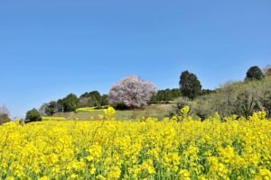 ３月の食品及び物品受贈（91件・10185キロ）＆贈呈記録（92施設・16821キロ）及びその他の活動記録です