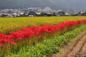 ８月の食品及び物品受贈（78件・10,907キロ）＆贈呈記録（69施設・11,510キロ）及びその他の活動記録です