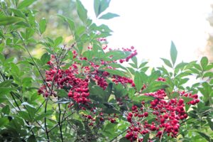 12月の食品及び物品受贈（114件・14429キロ）＆贈呈記録（80施設・11076キロ）及びその他の活動記録です