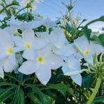 <span class="title">8月の食品及び物品受贈(79件・18723キロ)&寄贈記録(86施設・21625キロ)及びその他の活動記録です</span> <span class="title">8月の食品及び物品受贈(79件・18723キロ)&寄贈記録(86施設・21625キロ)及びその他の活動記録です</span>