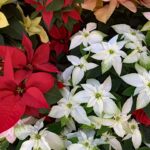 <span class="title">12月の食品及び物品受贈（117件・13188キロ）＆寄贈記録（107施設・14138キロ）及びその他の活動記録です</span>